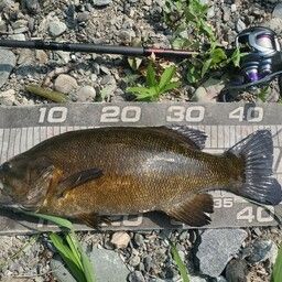 スモールマウスバス