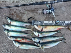サバの釣果
