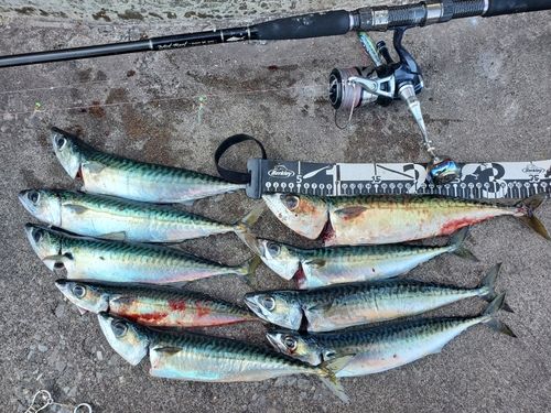 サバの釣果