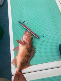 ウスメバルの釣果