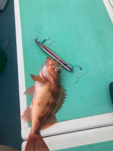 ウスメバルの釣果