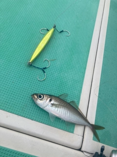 マアジの釣果