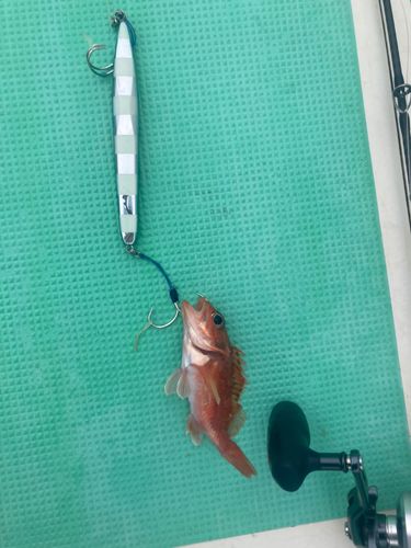 ユメカサゴの釣果