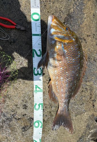 タマンの釣果