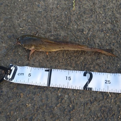 アメリカナマズの釣果