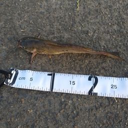 アメリカナマズ