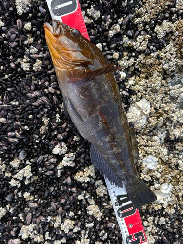 アイナメの釣果