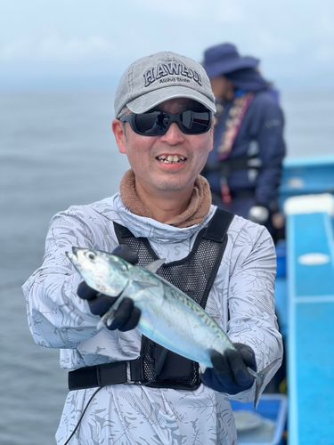 カツオの釣果