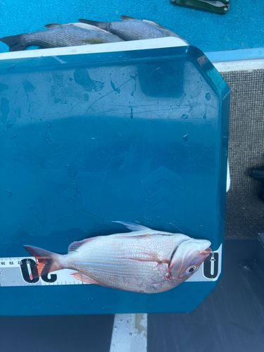 ヒレコダイの釣果