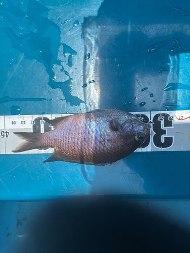 スズメダイの釣果