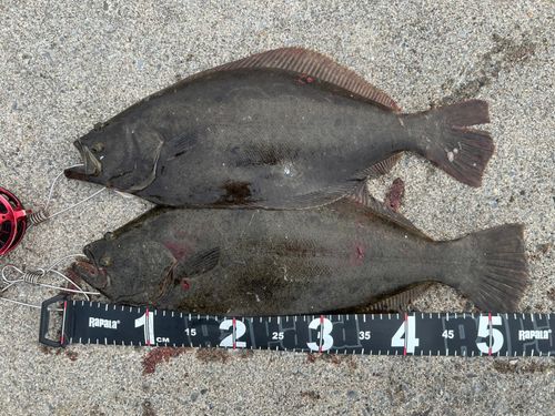 ヒラメの釣果