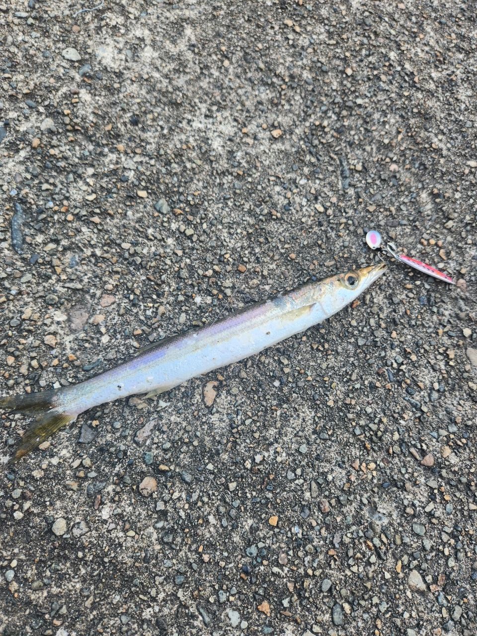 カマス