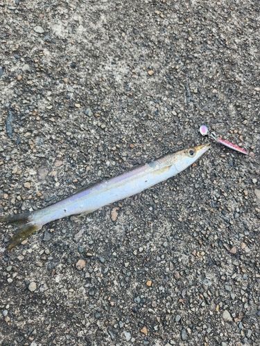 カマスの釣果