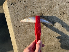 キスの釣果