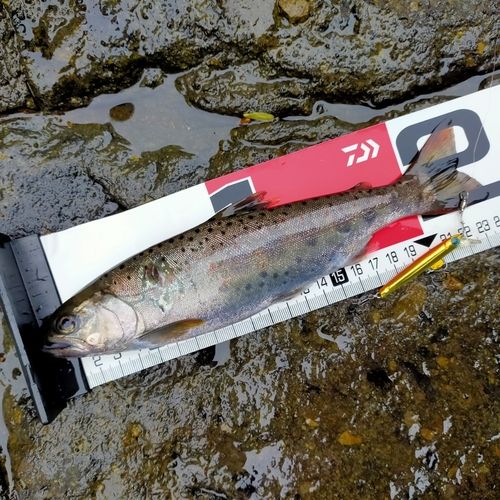 アマゴの釣果