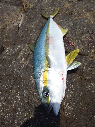 ヒラマサの釣果