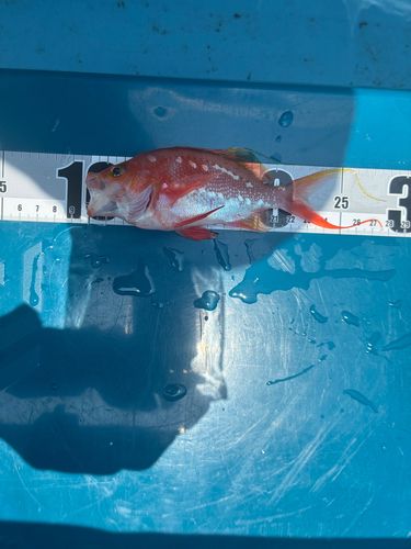 サクラダイの釣果