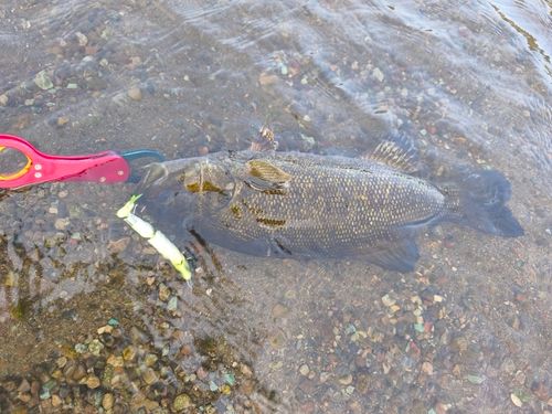 スモールマウスバスの釣果