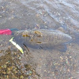 スモールマウスバス