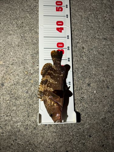 キジハタの釣果