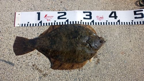カレイの釣果