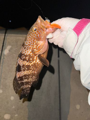 キジハタの釣果