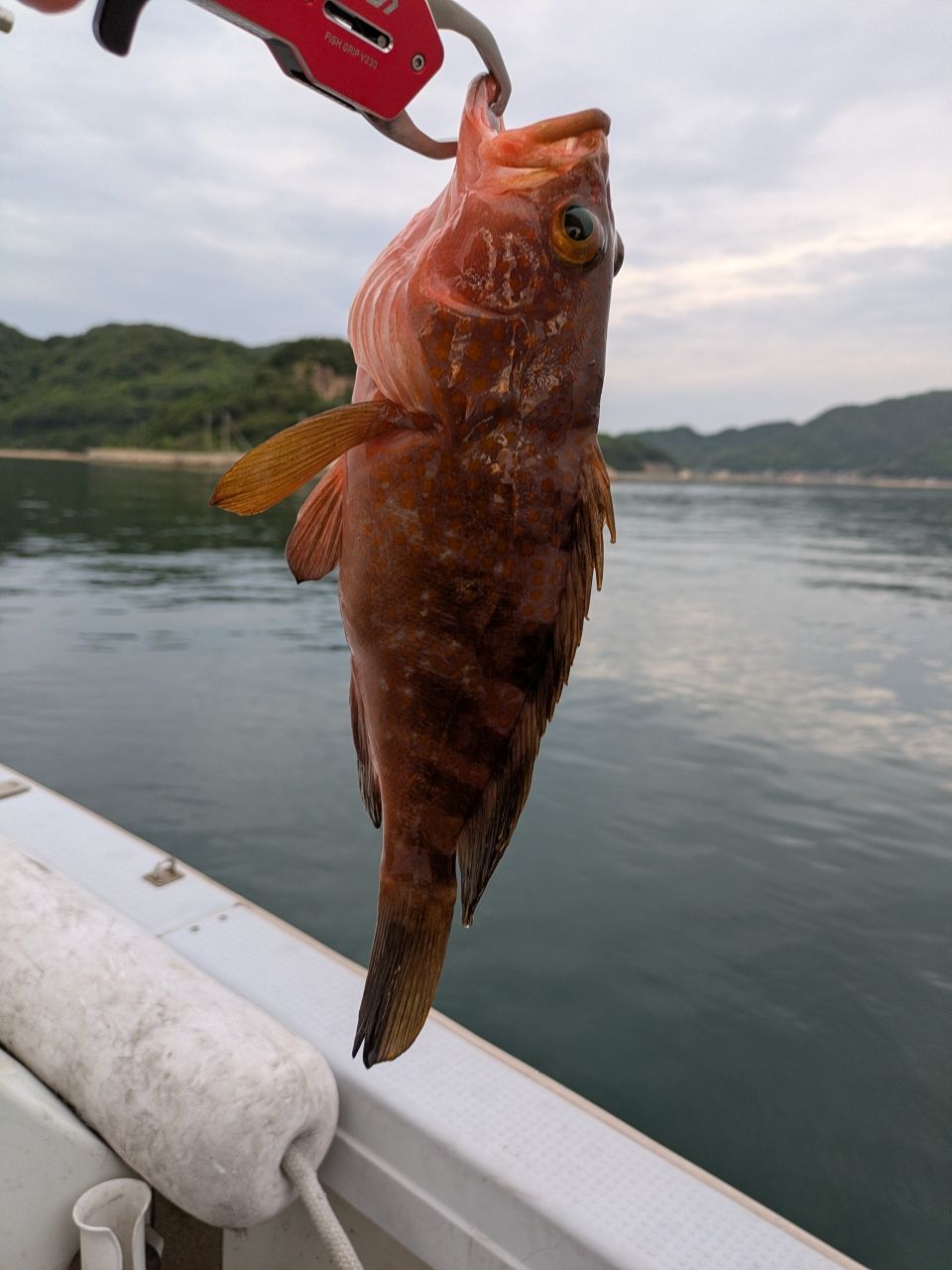 アコウ