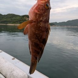 アコウ