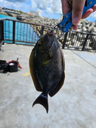 カンランハギの釣果