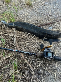 ライギョの釣果