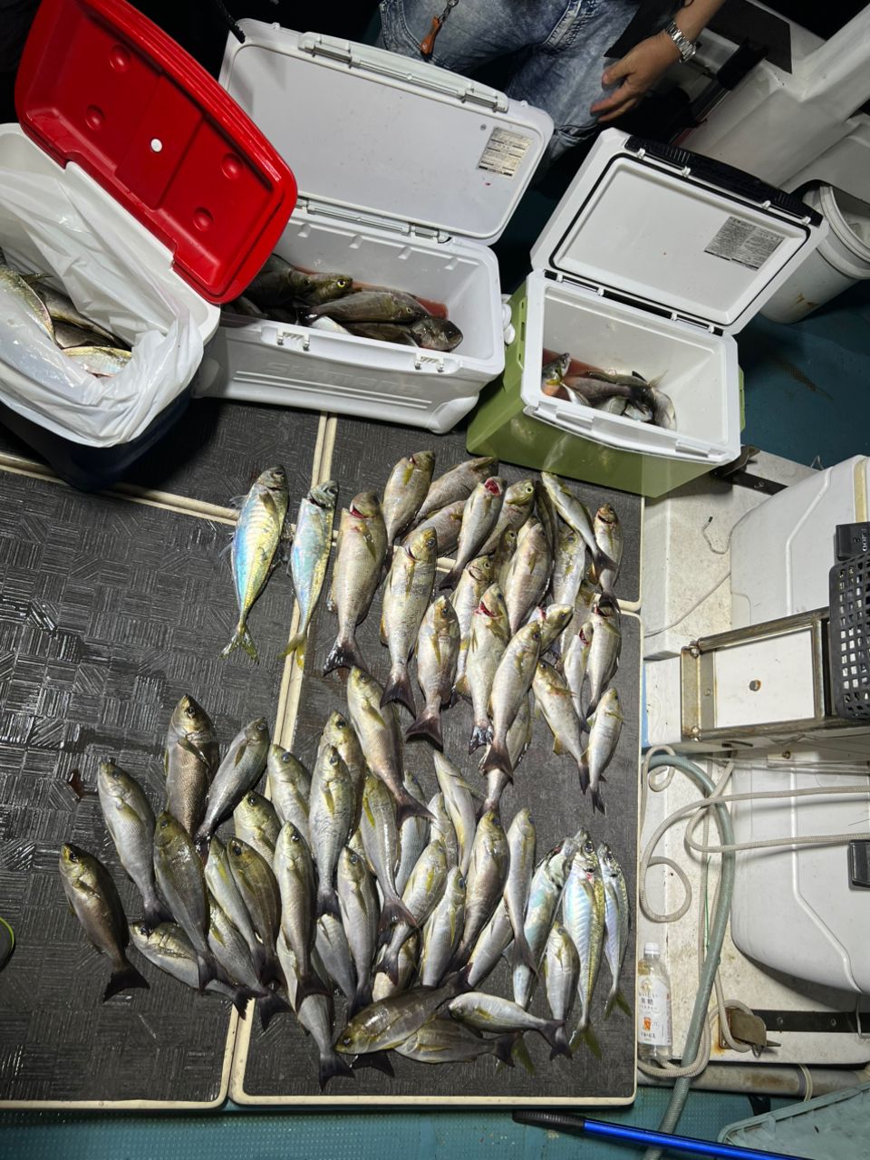 モンスターラッシュさんの釣果 1枚目の画像