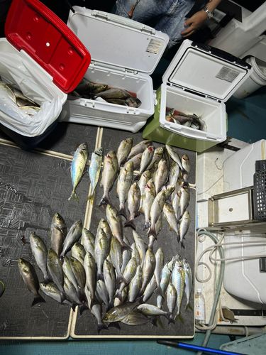 イサキの釣果