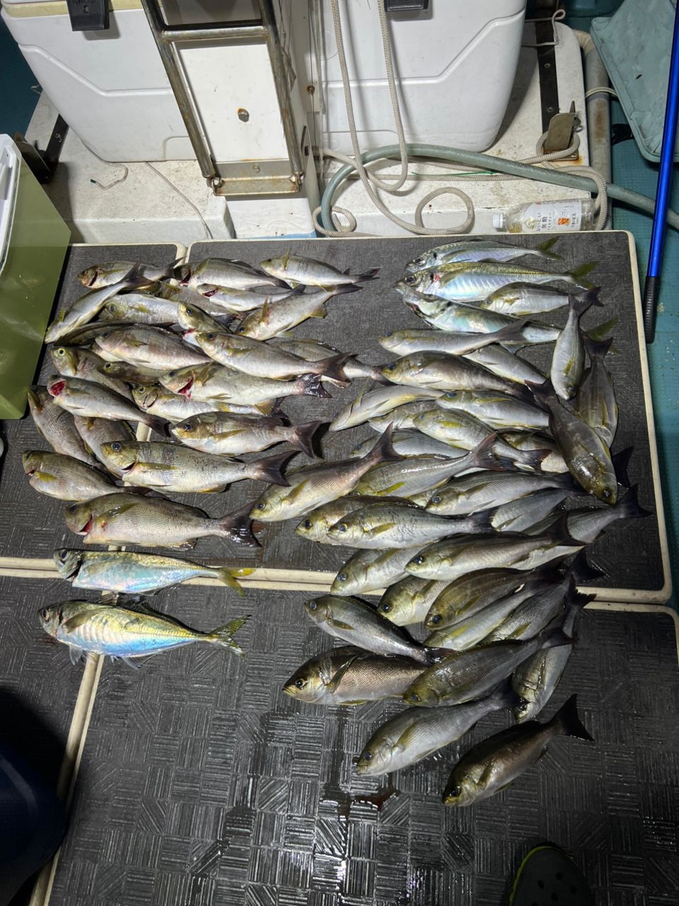 モンスターラッシュさんの釣果 2枚目の画像