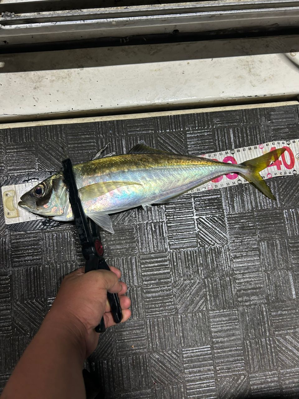 モンスターラッシュさんの釣果 3枚目の画像