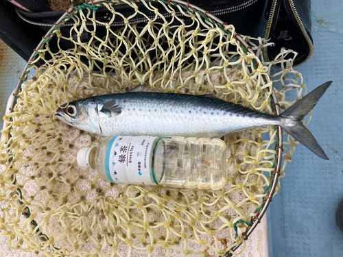サバの釣果