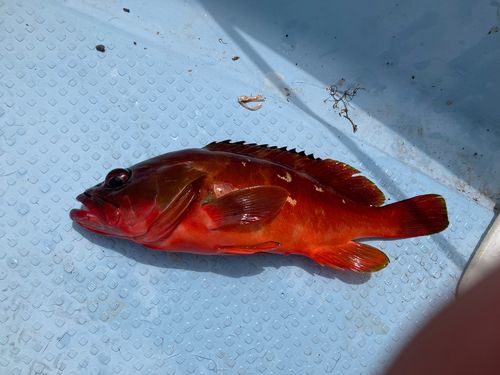 アカハタの釣果