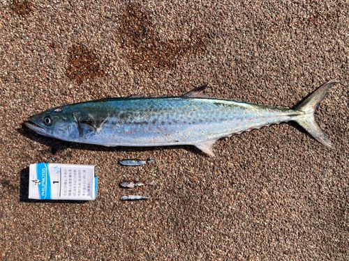 サゴシの釣果