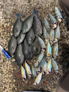 クチブトグレの釣果