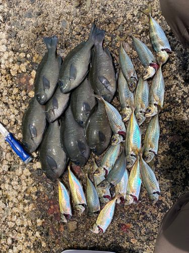 クチブトグレの釣果