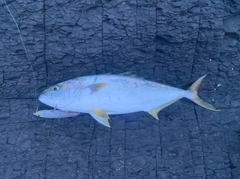 ヒラマサの釣果