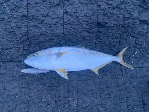 ヒラマサの釣果