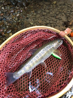 イワナの釣果