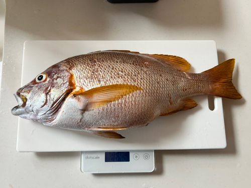 シブダイの釣果