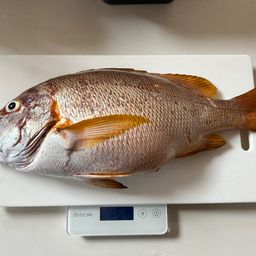 シブダイ