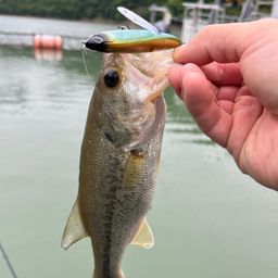 ブラックバス