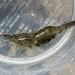 エビ