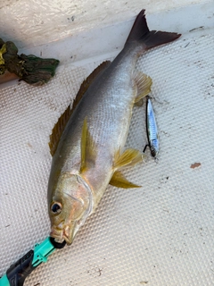 イサキの釣果