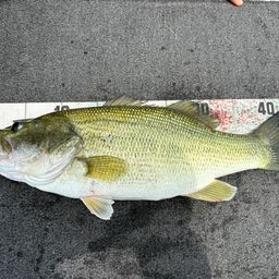 ラージマウスバス