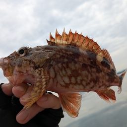 カサゴ
