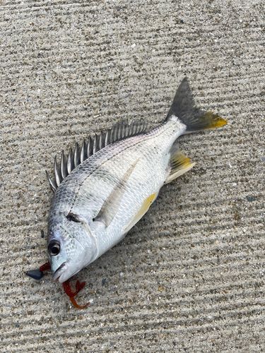 キビレの釣果